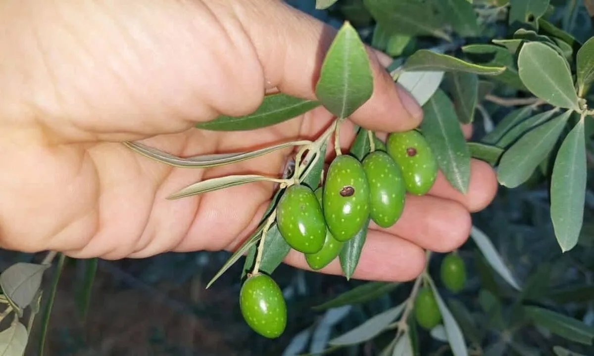 تهديد يلتهم محصول الزيتون في الساحل السوري: كل ما تريد معرفته عن ذبابة الزيتون وكيفية مكافحتها