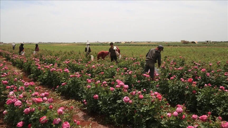 إدلب تتنفس عبق الورد: حقول الزهور مصدر رزق وسط تحديات الحياة