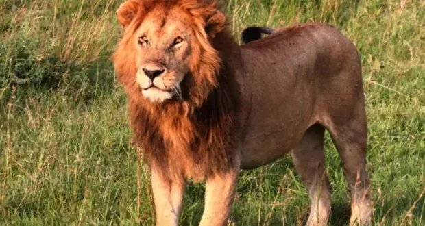 مأساة في ناميبيا: أسد يودي بحياة سائح في منتجع سفاري فاخر