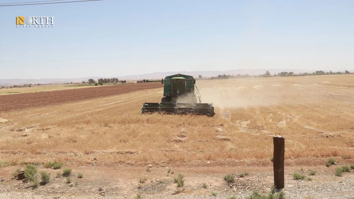 الحسكة: انطلاق موسم حصاد القمح وسط آمال بتحقيق إنتاج وفير