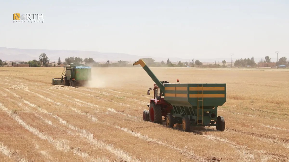 الحسكة: موسم حصاد القمح يبدأ بإنتاج متدنٍ وخسائر فادحة للمزارعين بسبب الجفاف