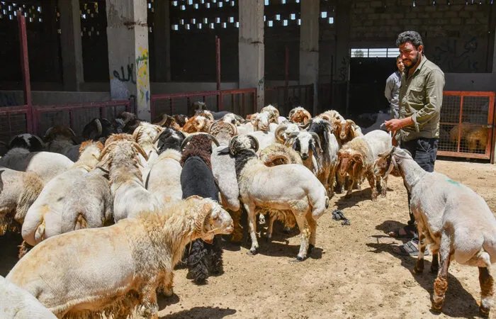 تراجع أسعار الأضاحي في دمشق وريفها: ما الأسباب وما تأثيرها على السوق؟