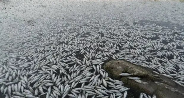 غموض في النجف: ما أسباب النفوق الجماعي للأسماك في هور ابن نجم؟