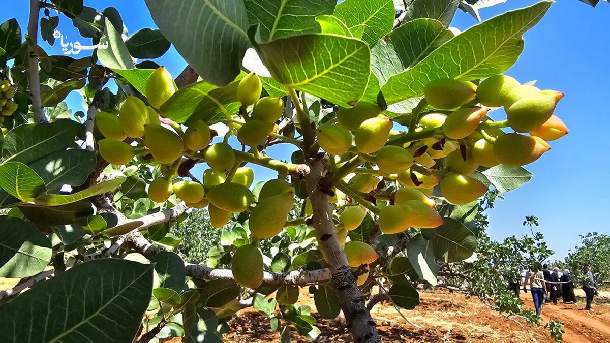 الفستق الحلبي في حماة: من رمز للاقتصاد إلى ضحية الحرب والجفاف.. جهود لإنقاذه