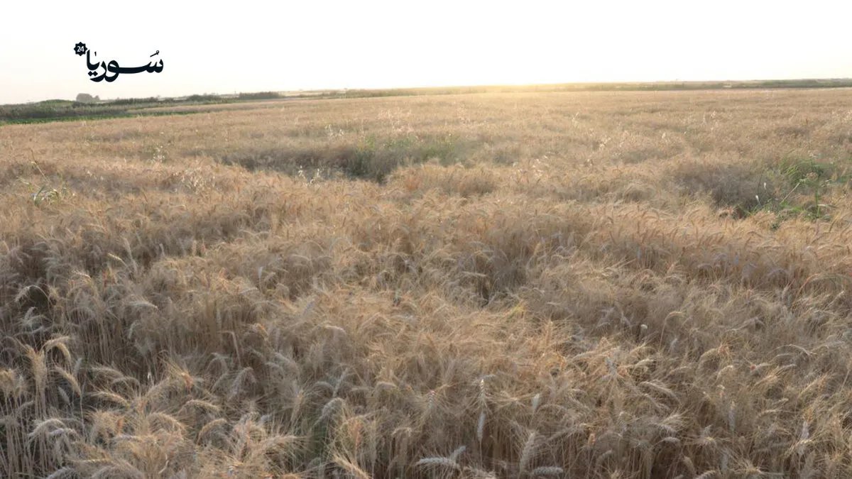 شباب الرقة يتحدون النيران: حملة تطوعية لحماية حقول القمح وإنقاذ الموسم