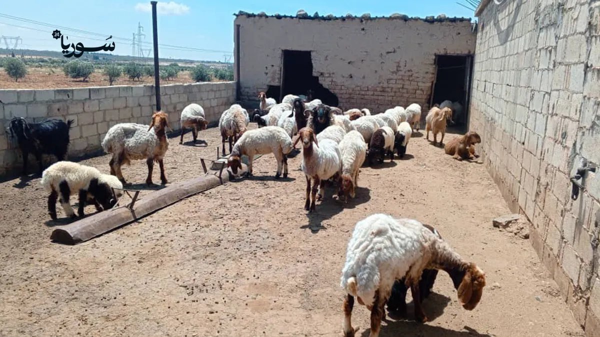 في حمص: أسعار الأضاحي "نسبياً" في المتناول.. ولكن القدرة الشرائية لا تزال عائقاً