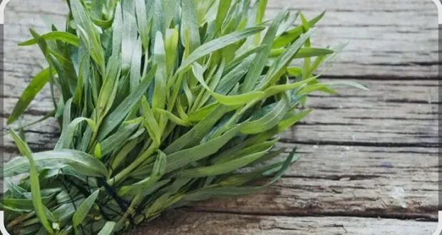 الطرخون: "الخائن" المحبوب.. نكهة شامية أصيلة وكنز صحي دفين