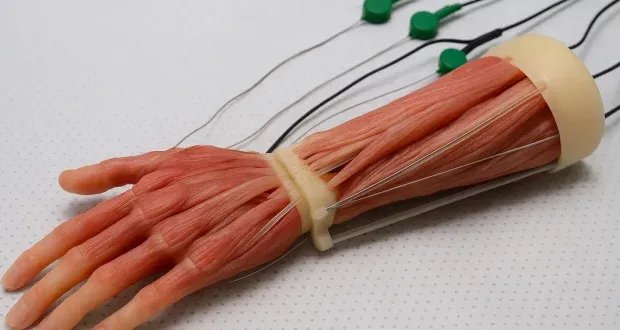 قفزة نوعية في عالم الأطراف الاصطناعية: عضلات حيوية تنمو بخلايا بشرية