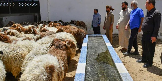 طرطوس: ارتفاع أسعار الأضاحي يثقل كاهل المواطنين مع اقتراب العيد.. والإقبال يتراجع