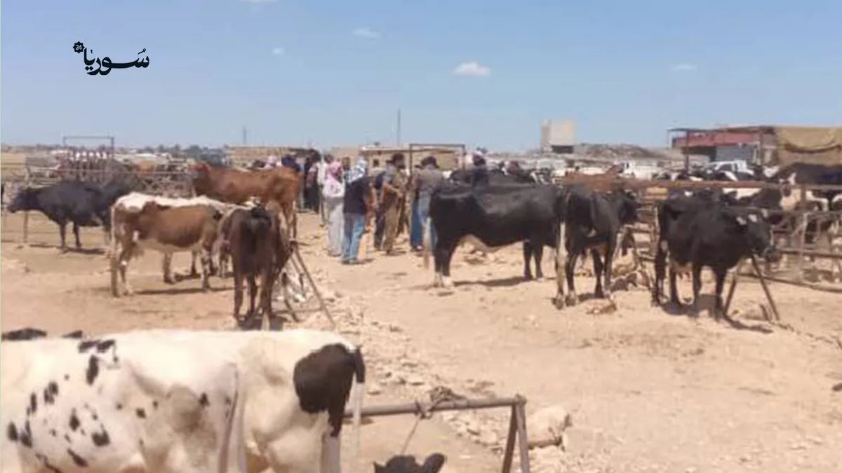 القامشلي: انخفاض حاد في أسعار الأضاحي وسط أزمة اقتصادية وتراجع القدرة الشرائية