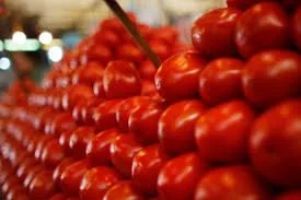 توقف معامل الكونسروة في دمشق يتسبب بانخفاض أسعار البندورة إلى 2000 ليرة سورية