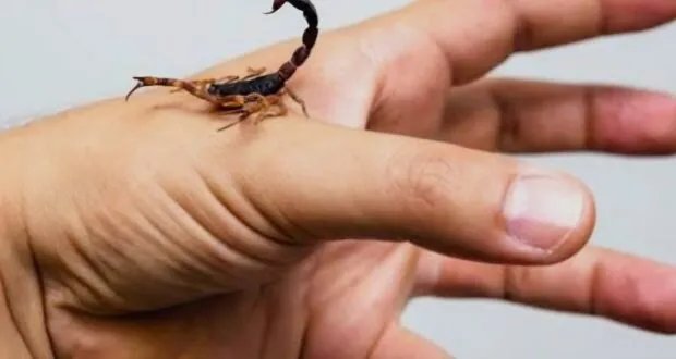 من الخطر إلى العلاج: اكتشافات واعدة في استخدام سم العقرب لمكافحة الأمراض