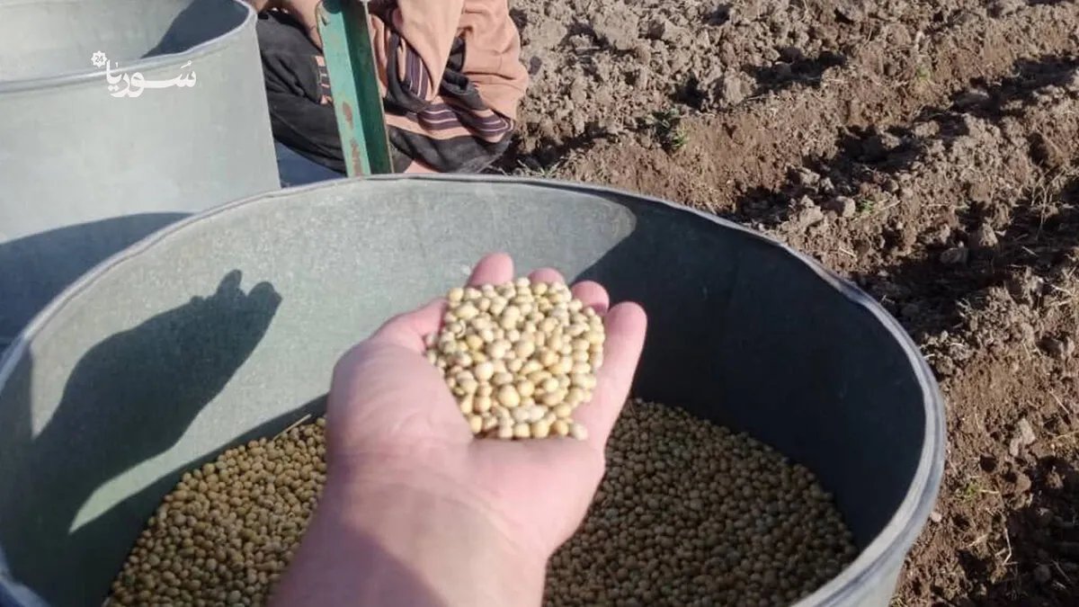 الرقة: مزارعون يواجهون الخسائر بزراعات بديلة في ظل ارتفاع التكاليف وغياب الدعم