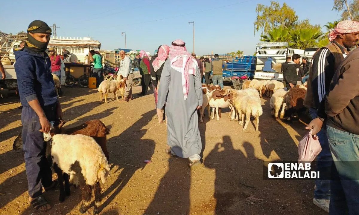 جفاف وأزمة أعلاف يهددان ثروة المواشي في درعا بخسائر فادحة