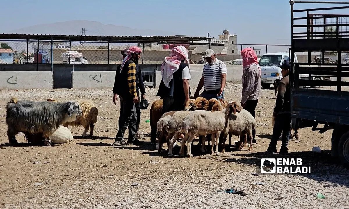 ركود في أسواق الأضاحي السورية رغم انخفاض الأسعار: أسباب وتحديات تواجه المربين