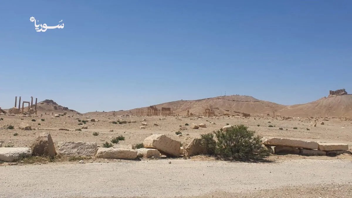 تدمر تستعيد أمنها: مبادرة مجتمعية واسعة لجمع السلاح وحصره بيد الدولة