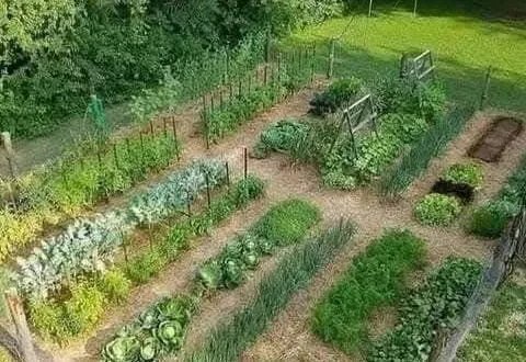 مبادرة أهلية في الشيخ بدر: دعم الزراعة العضوية وتوفير فرص عمل للمزارعين