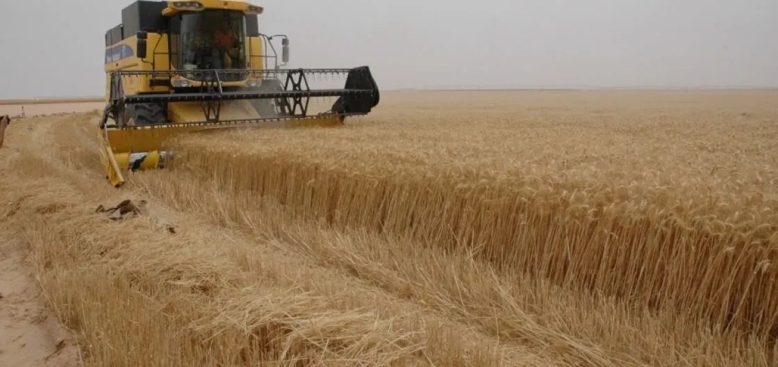 محافظة حماة: إقبال كبير على تسويق القمح و16 ألف طن في مراكز الغاب