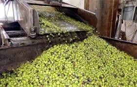 3.5 مليون شجرة زيتون تزين ريف دمشق بإنتاج قياسي يتخطى 40 ألف طن