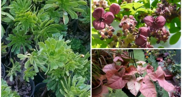 رفع العقوبات وتطوير الزراعة السورية: فرص وتحديات في ظل الانفتاح الاقتصادي