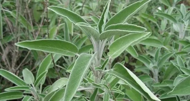 الميرمية: عشبة الخلاص بفوائد مذهلة وتاريخ عريق