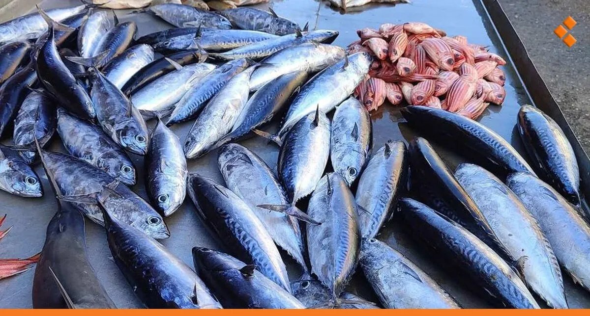 تنوع سمكي مذهل في سوريا: 298 نوعاً.. ولكن نصيب الفرد لا يتجاوز كيلوغراماً واحداً سنوياً!