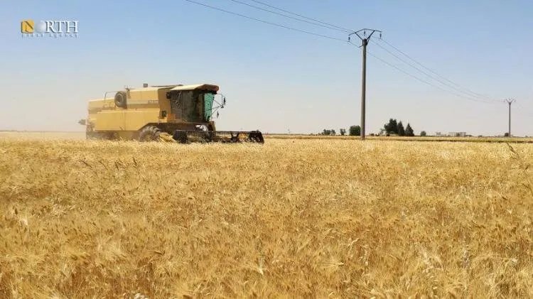 السورية للحبوب تحفز المزارعين: مكافأة 130 دولار للطن الواحد من القمح