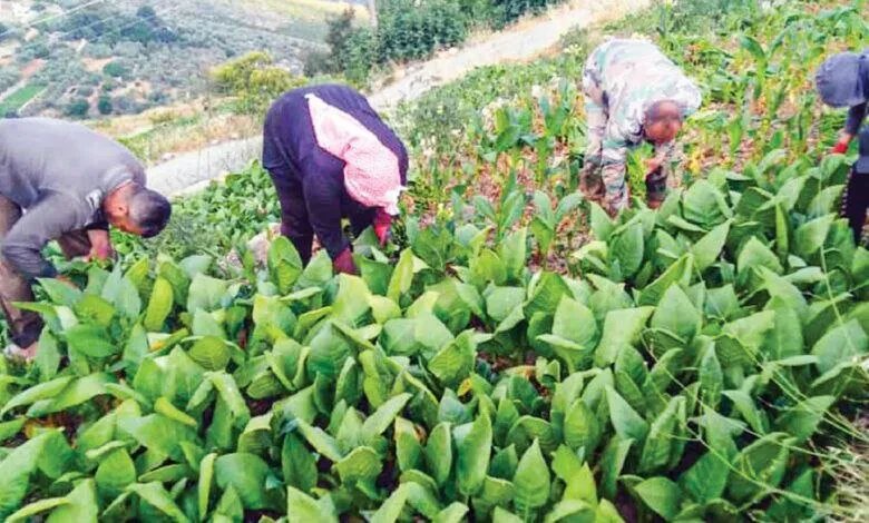 مبادرة رائدة في طرطوس تخلق فرص عمل مستدامة وتدعم الزراعة العضوية