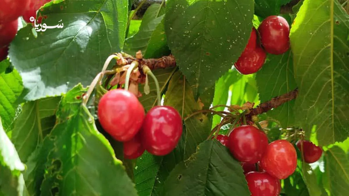 مأساة الكرز في القلمون: خسائر فادحة تهدد مصدر رزق المزارعين وتُنذر بانقراض الزراعة العريقة