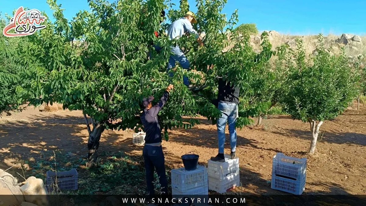 مبادرة لدعم الزراعة الأسرية في الشيخ بدر ومجبر عبر إطلاق أسواق هال جديدة
