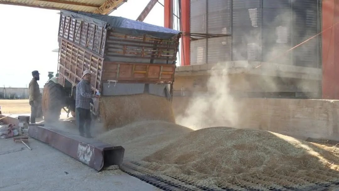 بين التفاؤل والحذر: مزارعو حماة يتفاعلون مع سعر القمح الجديد وسط تحديات الإنتاج