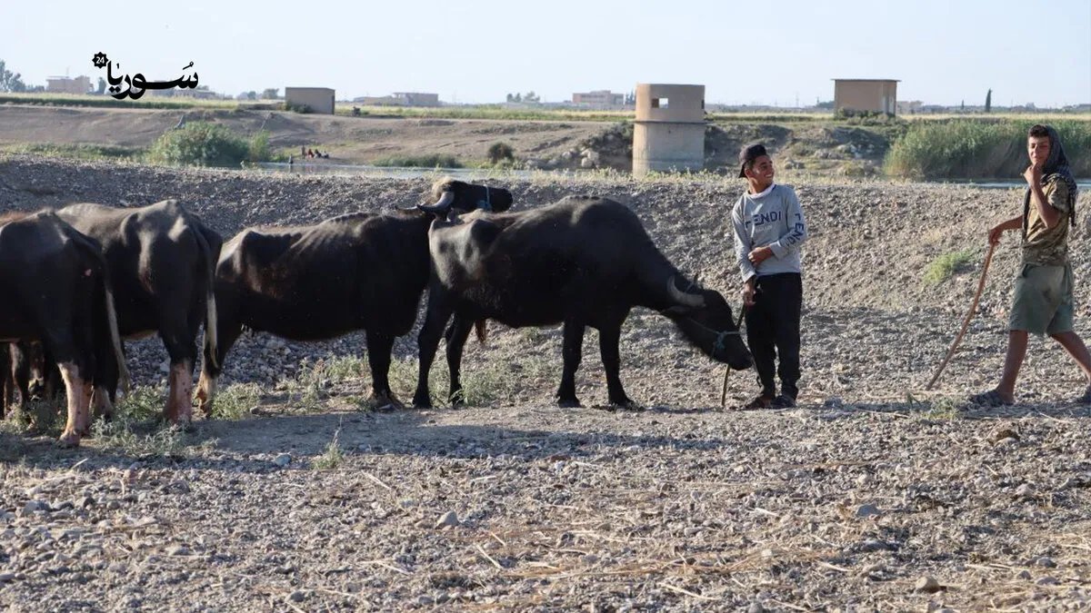 جفاف يهدد مهنة مربي الجواميس: نزوح مبكر من القامشلي إلى الرقة بحثًا عن الماء والمراعي