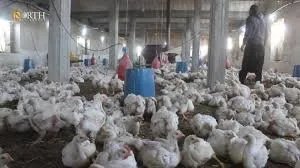 انتشار ظاهرة بيع دجاج صغير الحجم في درعا يثير قلق السكان بشأن جودته وصحته