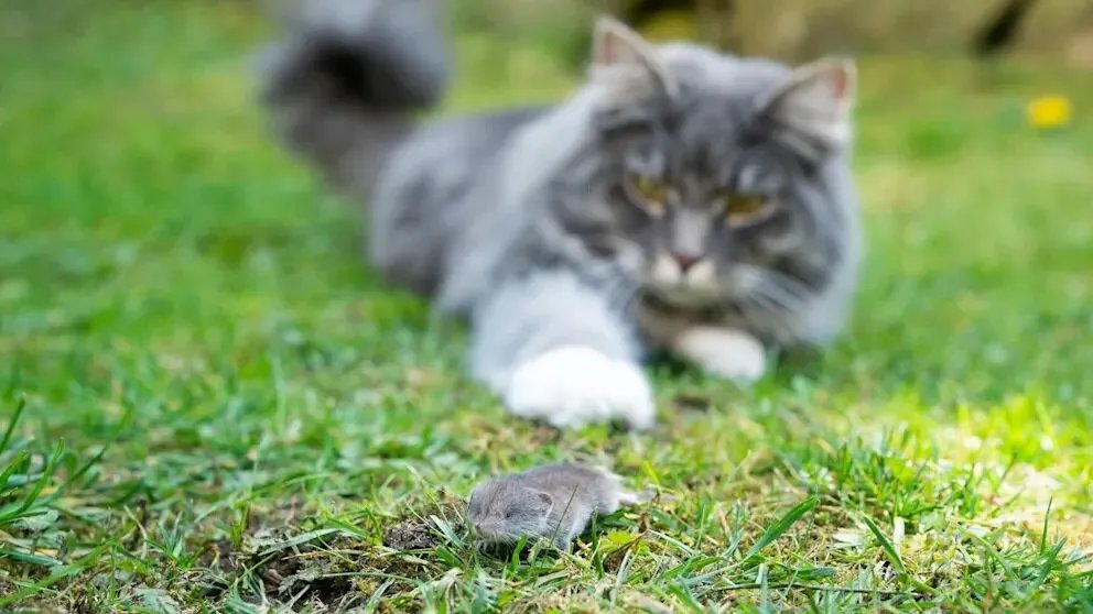 فيروس بورنا القاتل يثير الرعب في ألمانيا: وفاة وتحذيرات لمُربّي القطط!