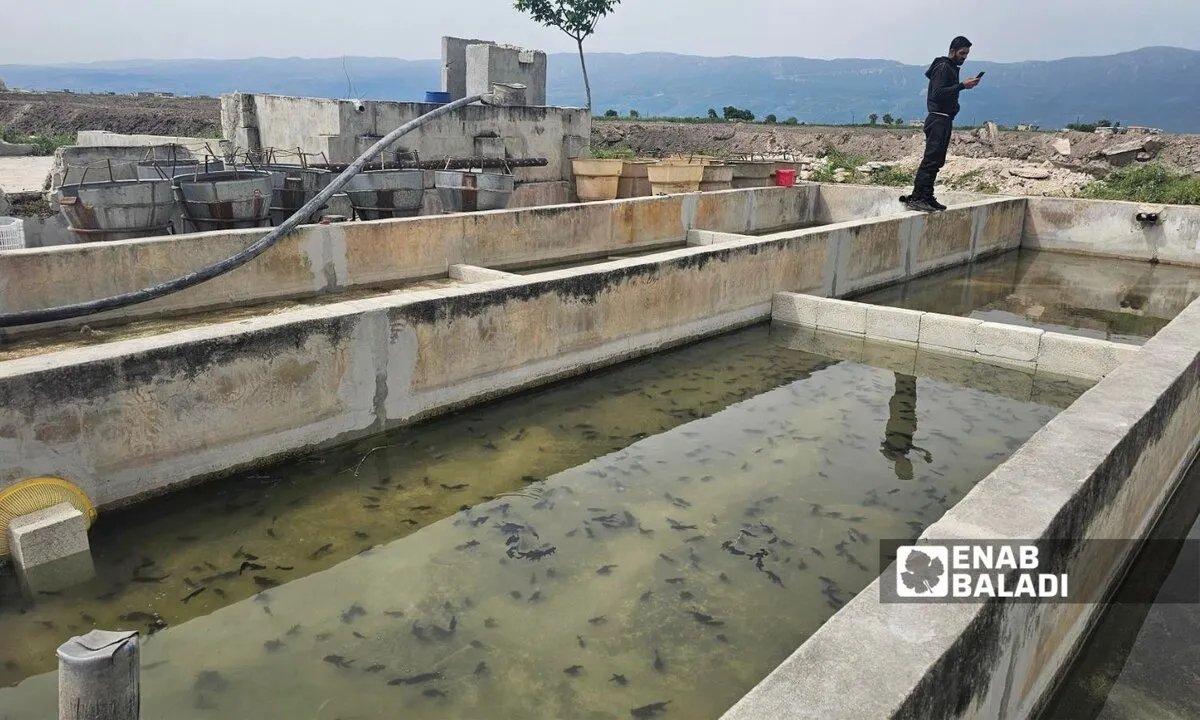 عودة الحياة إلى سهل الغاب: مربو الأسماك يتحدون الصعاب لإحياء مهنتهم بعد سنوات الحرب