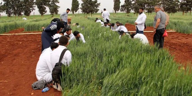 سوريا: جهود مكثفة لتطوير أصناف قمح جديدة مقاومة للمناخ وتحسين الإنتاج الزراعي