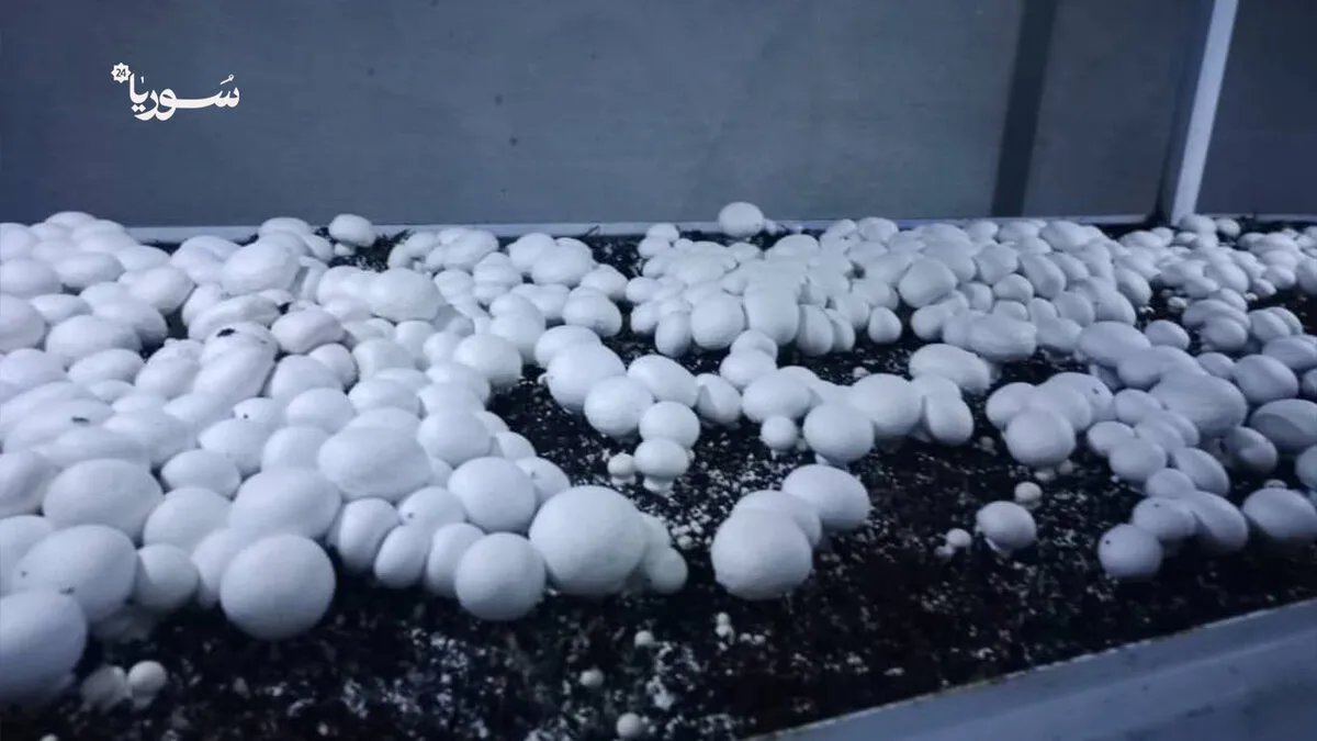 من شغف إلى اكتفاء: قصة نجاح سيدة سورية تحول زراعة الفطر لمشروع ريادي في ريف دمشق