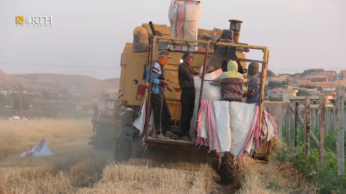 وفرة في إنتاج القمح المروي جنوب الرقة: موسم حصاد واعد يبشر بالخير