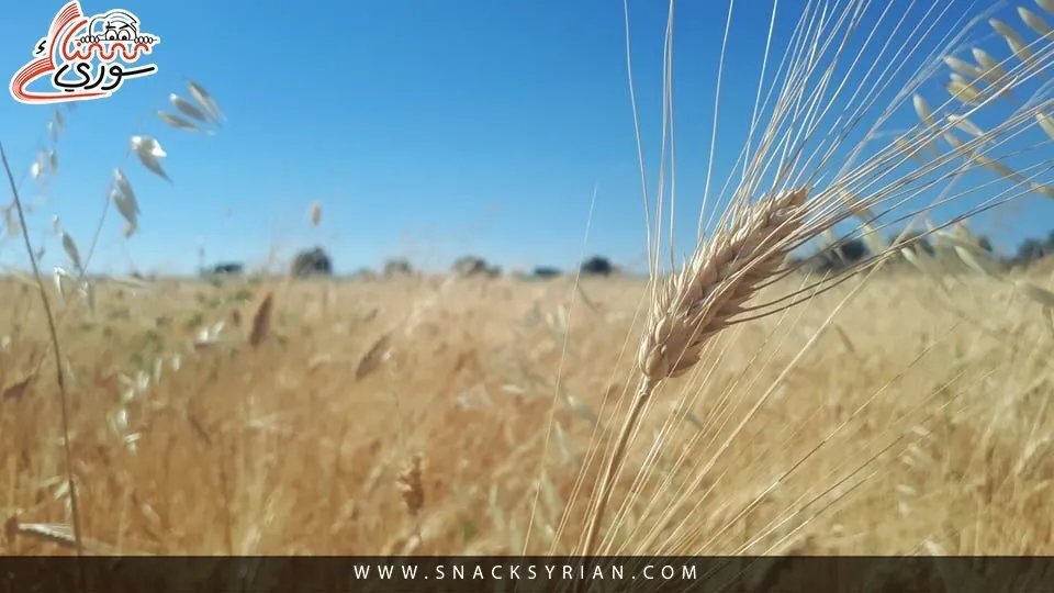 بذور مجهولة تغزو حقول سوريا: هل تقضي على محصول القمح وتفاقم أزمة الغذاء؟