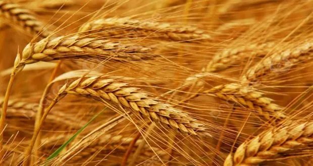 بذور قمح مجهولة المصدر تغزو الأراضي السورية: هل تهدد الأمن الغذائي ومن المسؤول؟