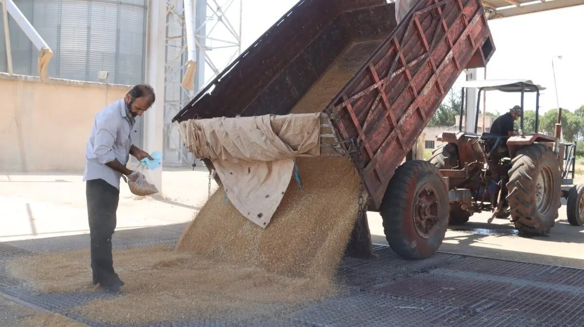 قريباً.. صرف مستحقات القمح للفلاحين بالدولار أو الليرة حسب الرغبة: تفاصيل التسعيرة وآلية الدفع
