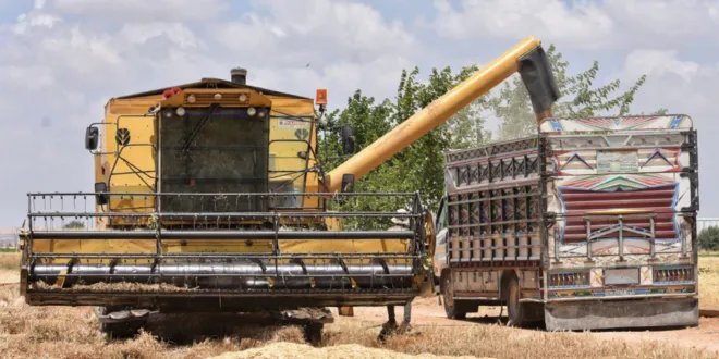 حلب: حصاد القمح المروي يتجاوز 57 ألف هكتار رغم تحديات الجفاف ونقص الري