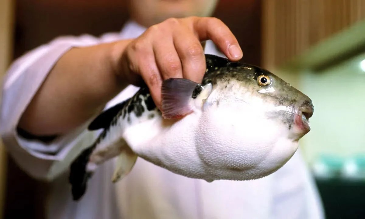 خطر يتربص: تحذيرات متزايدة من سمكة "البالون" القاتلة في سوريا وحالات تسمم تثير الذعر