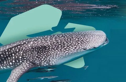 مغامرة لا تُنسى: شاهد أسماك قرش الحوت العملاقة في قطر!