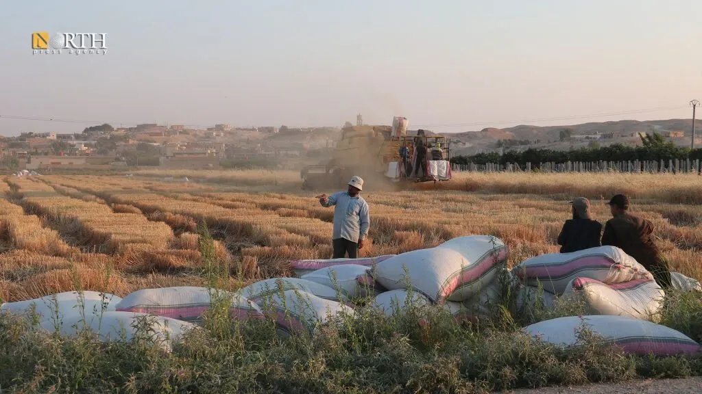 الإدارة الذاتية تعلن: استلام أكثر من 100 ألف طن من القمح رغم تراجع الإنتاج