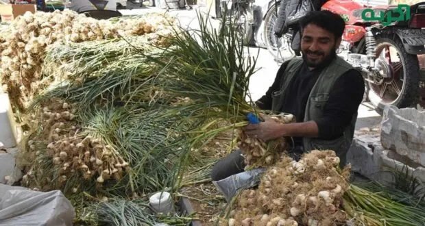 ارتفاع أسعار الثوم يثير جدلاً في سوريا: هل هو احتكار أم زيادة طلب؟