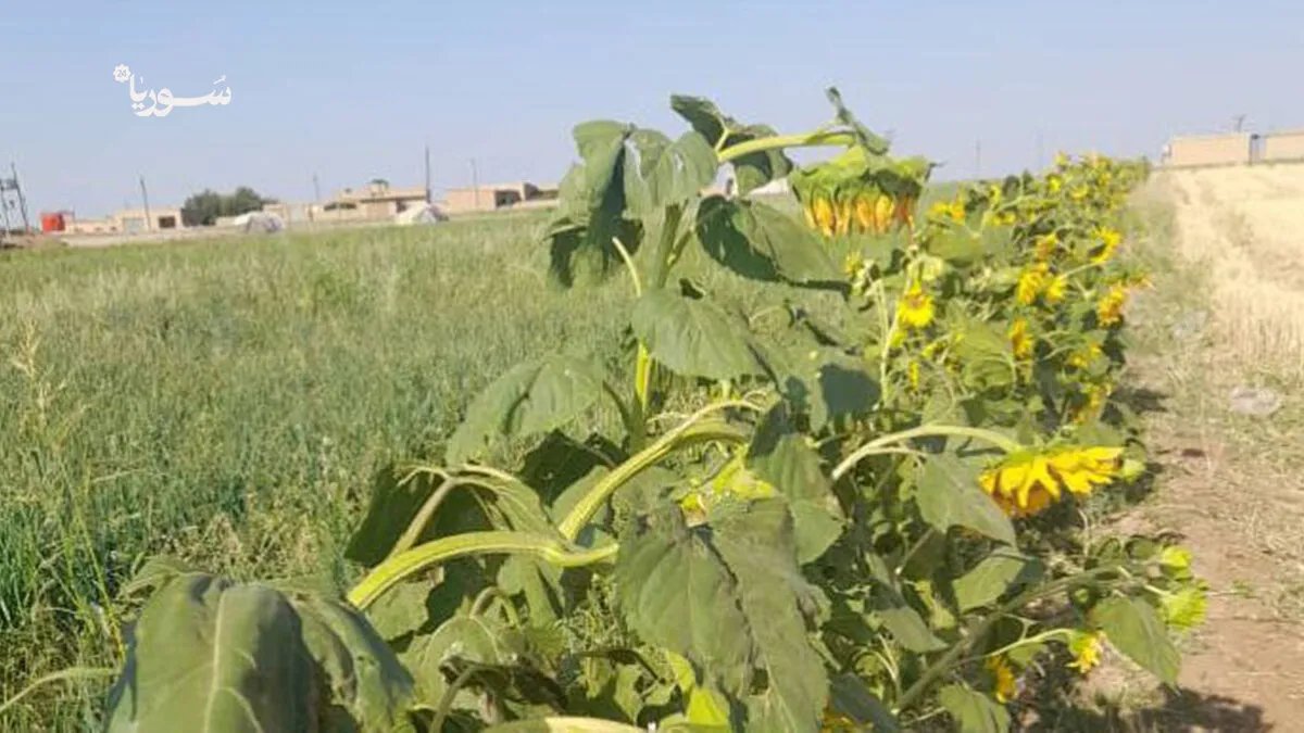 الحسكة: خسائر فادحة تضرب مزارعي عامودا بسبب ارتفاع التكاليف وتدني أسعار القمح