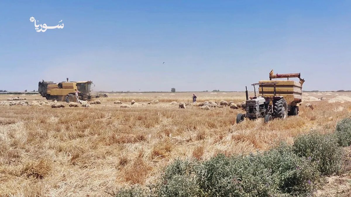 في الرقة: ازدهار تجارة التبن يعوض خسائر المزارعين ويوفر فرص عمل جديدة في ظل الجفاف