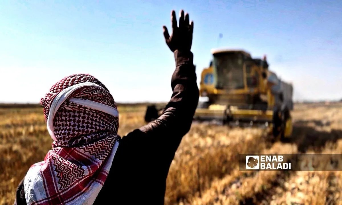 المزارعون في رأس العين وتل أبيض يئنون: نقص الحصادات يهدد مواسم الحصاد ويكبدهم خسائر فادحة