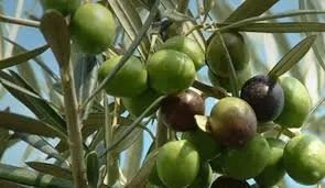 تحسن إنتاج زيت الزيتون في سوريا بنسبة 6% مقارنة بالعام الماضي